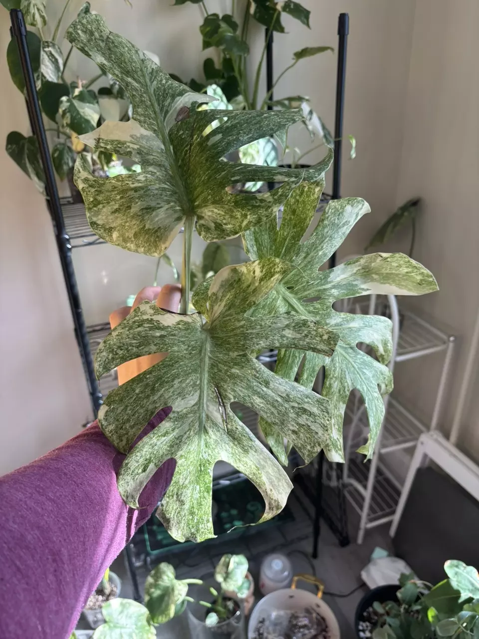 plant/Monstera Legacy-0