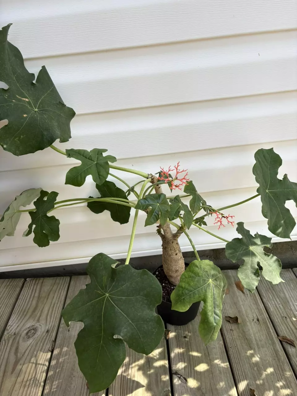 plant/Buddha Belly-1