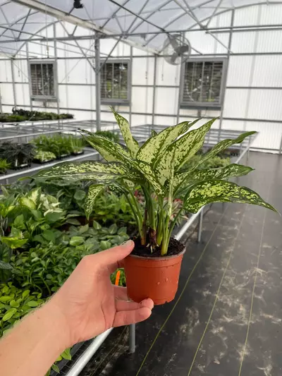 plant/Aglaonema Siam Snow White 4” pot growers choice-3-thumbnail