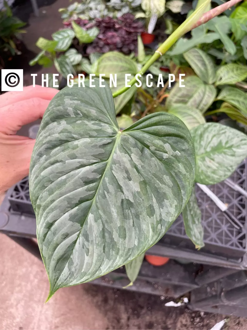 plant/Philodendron Majestic 4” pot growers choice-0