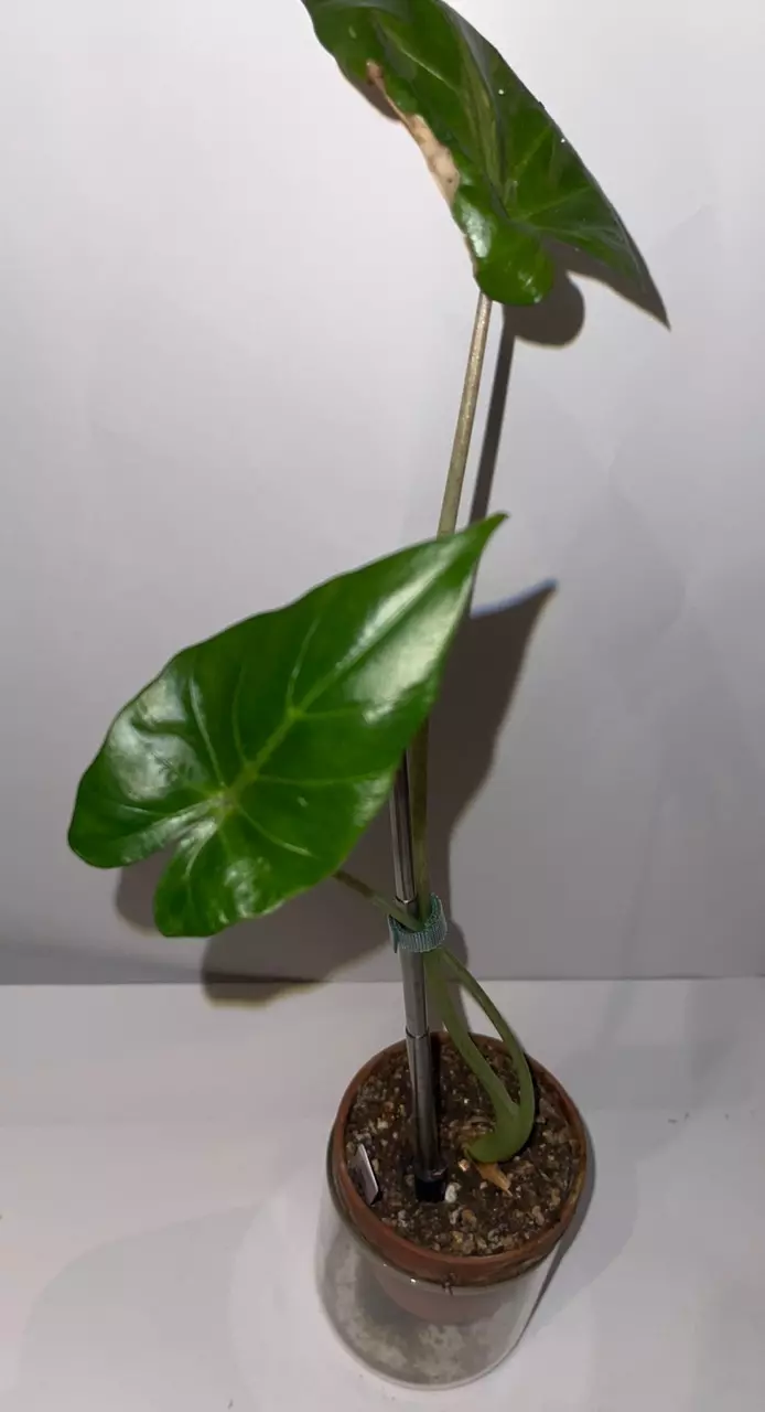 plant/4” Alocasia Metalhead-0