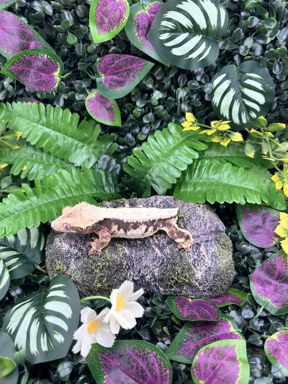plant/Adult Female Lilly White 2022-1
