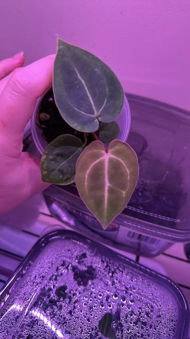 plant/Anthurium pink lemonade x windy dress X brielle-0