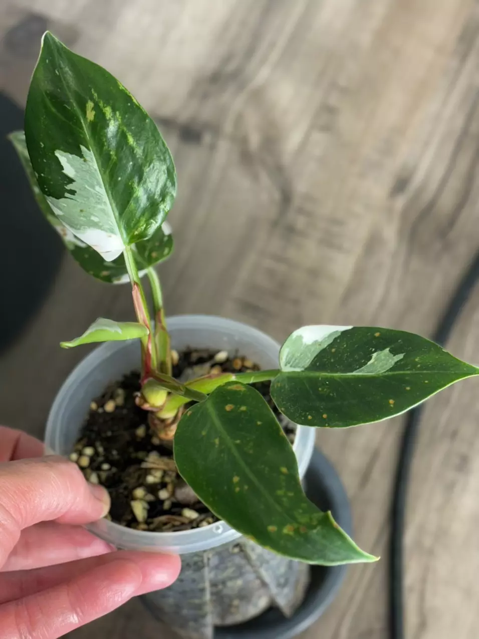 plant/Philodendron White Princess Tri-Color-1