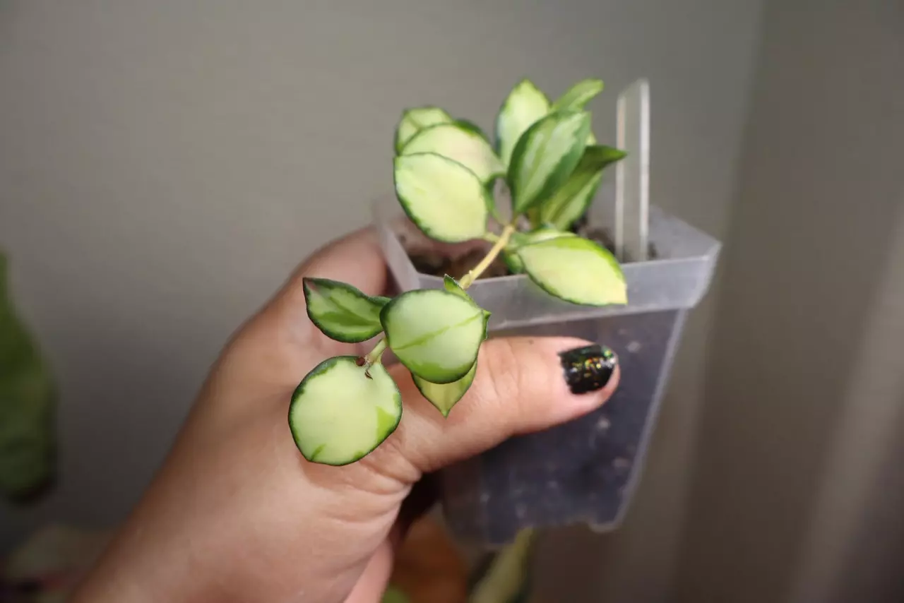 plant/Hoya Heuschkeliana-1