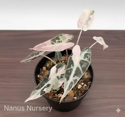 plant/Alocasia Pink Bambino | Rare Tissue Culture Plantlet | Sellers choice-0