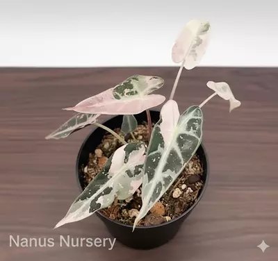 plant/Alocasia Pink Bambino | Rare Tissue Culture Plantlet | Sellers choice-0-thumbnail