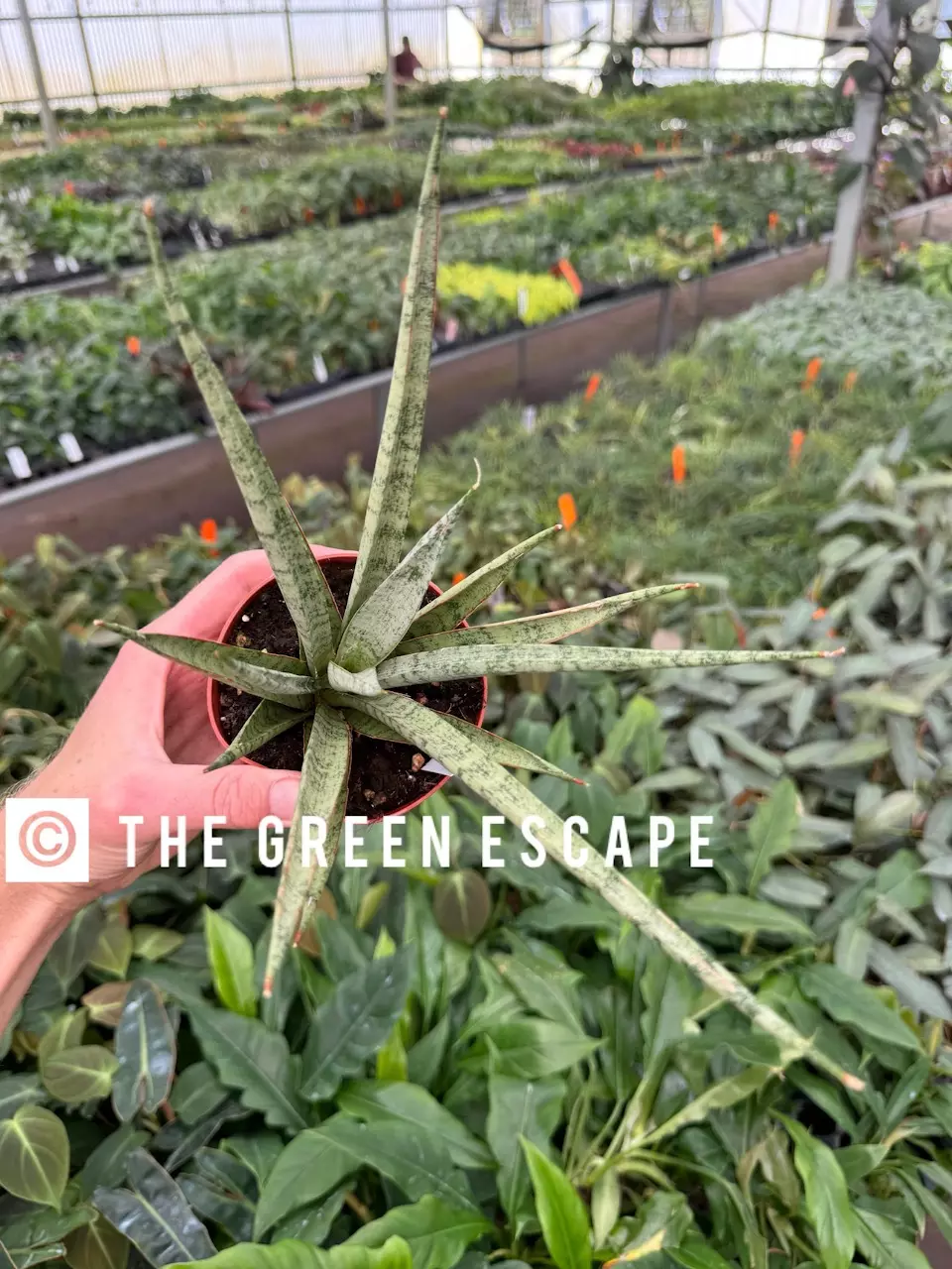 plant/Sansevieria Hybrid Icicle Micadol 4” growers choice-0