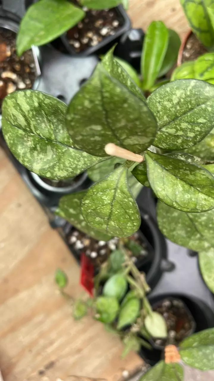 plant/Hoya bundle-0