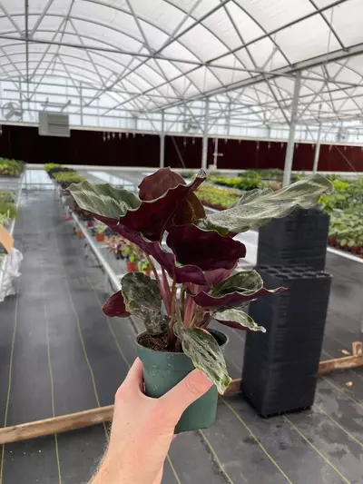 plant/Calathea Medallion 4” pot growers choice-3-thumbnail