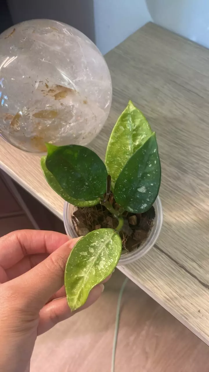 plant/Sp. Lai Chau Starter-0