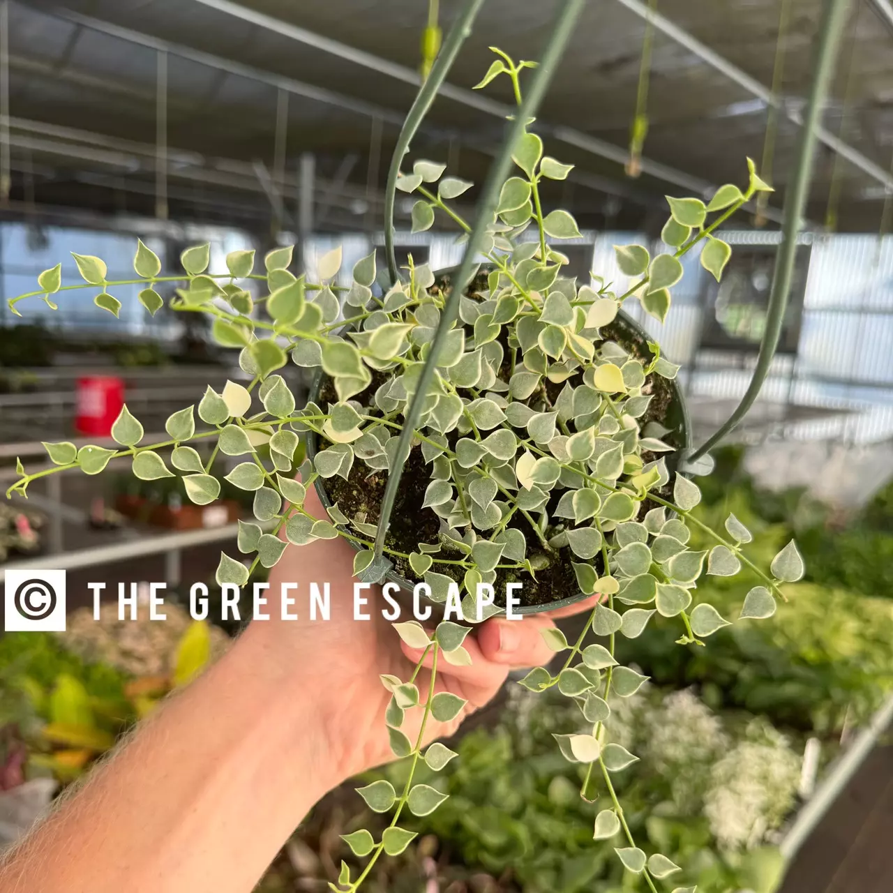 plant/Dischidia ruscifolia variegated 6” hanginf basket growers choice-0