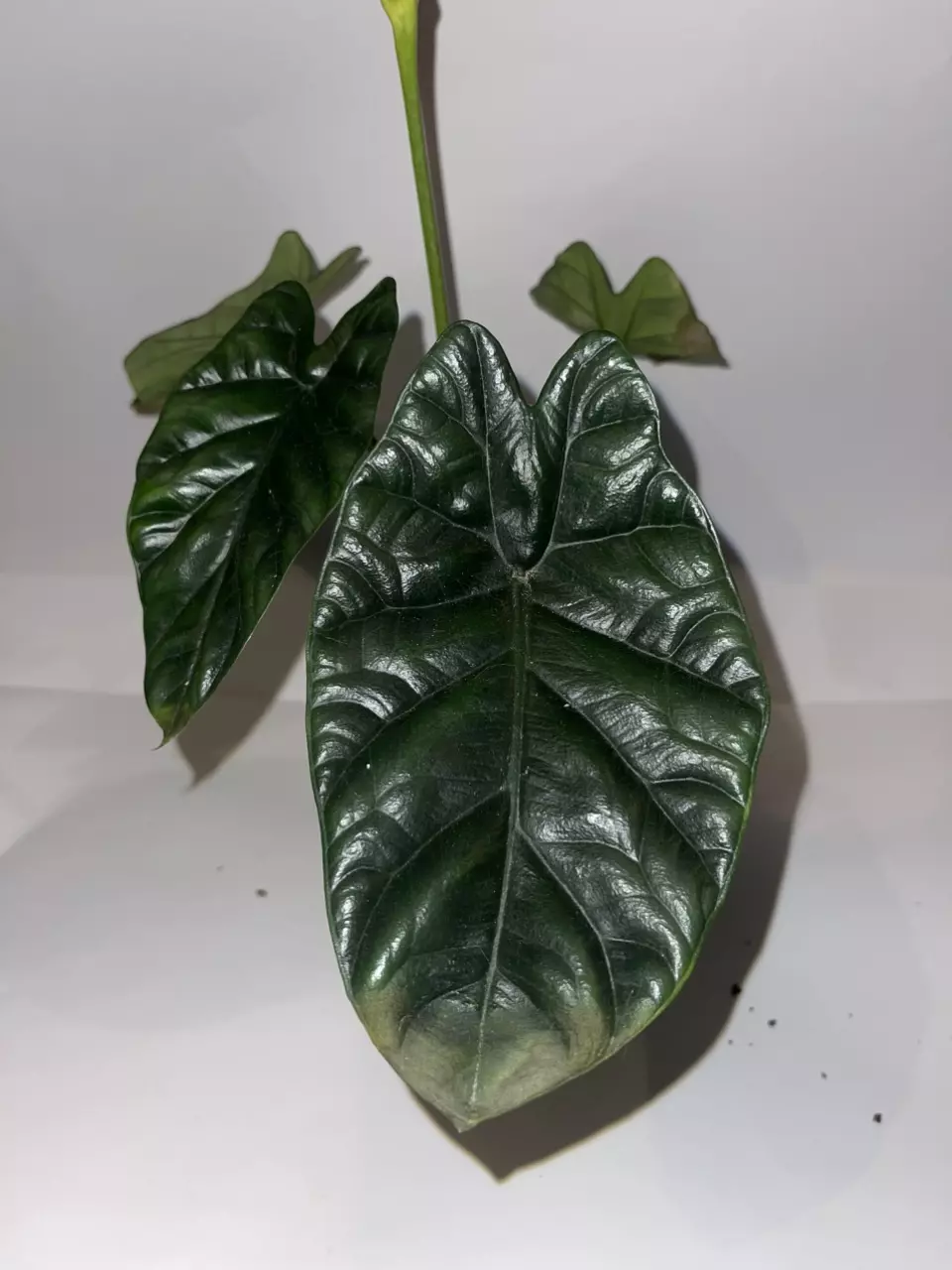 plant/6” Alocasia Flowering Sinuata “Quilted Dreams”-0