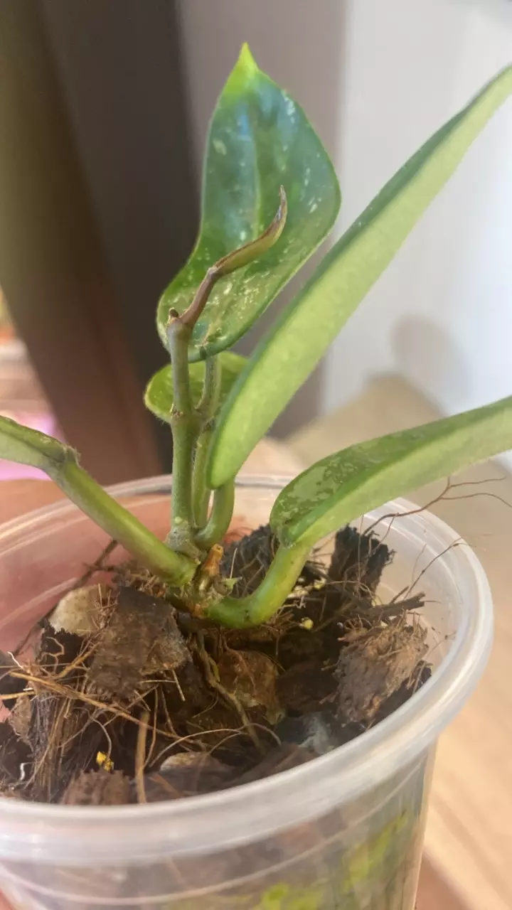 plant/Sp. Lai Chau Starter-2