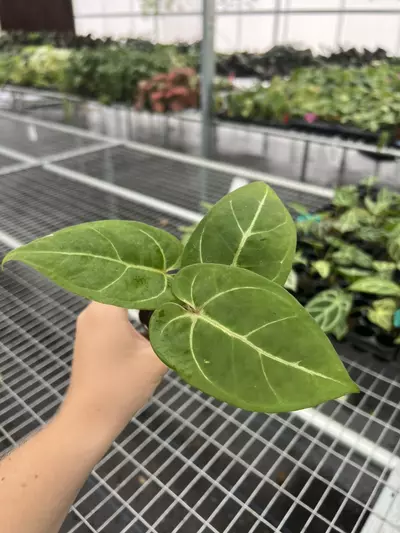 plant/Seed grown anthurium carla blackiae x pap red sinus starter plant growers choice-2-thumbnail