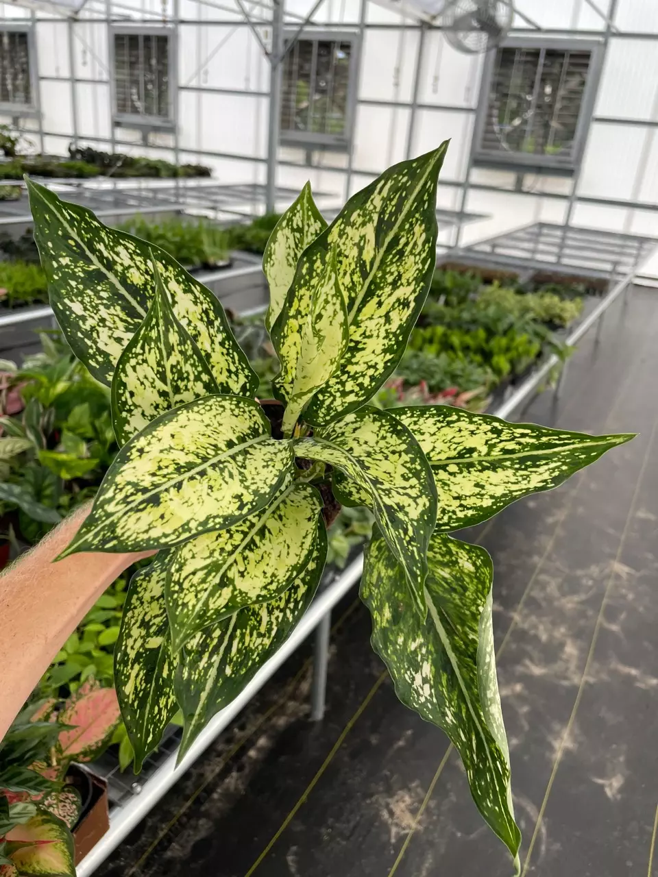 plant/Aglaonema Siam Snow White 4” pot growers choice-0