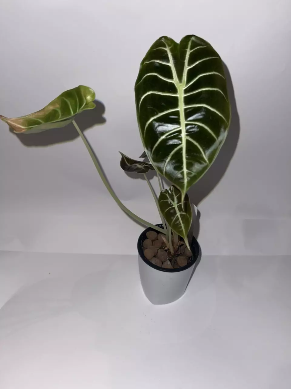 plant/Alocasia watsoniana ‘White Vein’ 4”-0