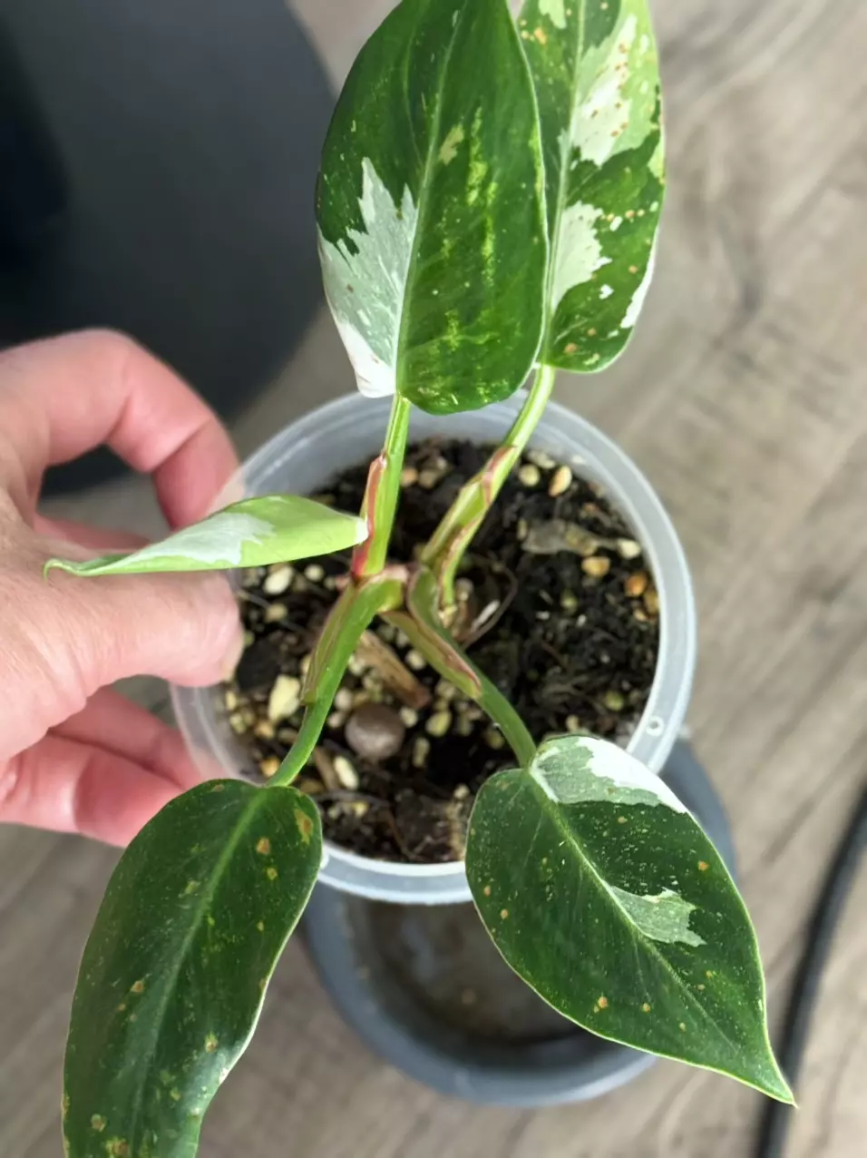 plant/Philodendron White Princess Tri-Color-0