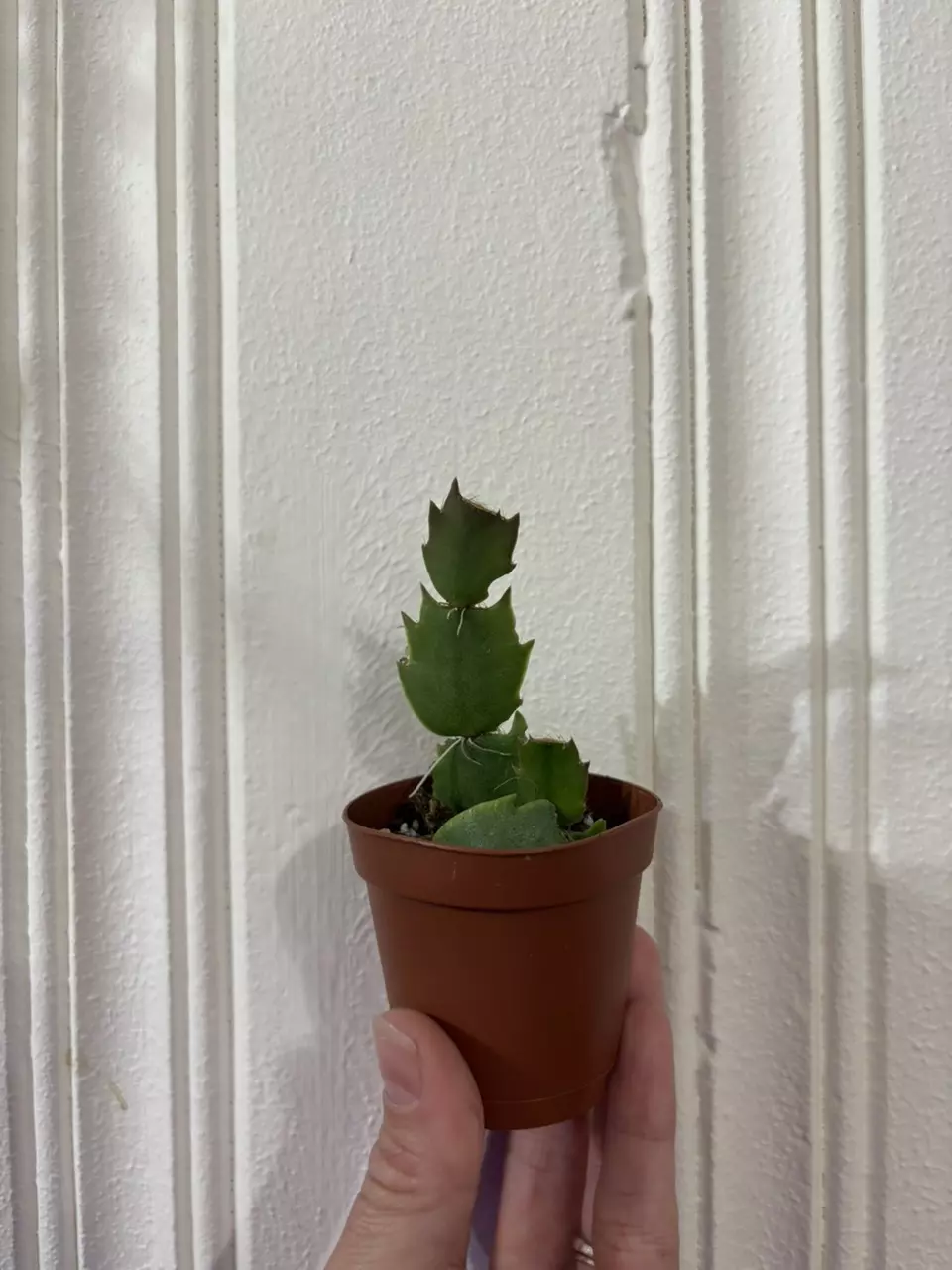 plant/Thanksgiving Cactus-0
