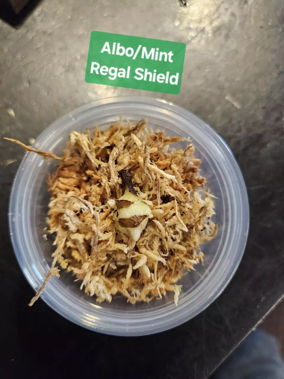 plant/Albo/mint ( with pink hues) Regal shield corms-1