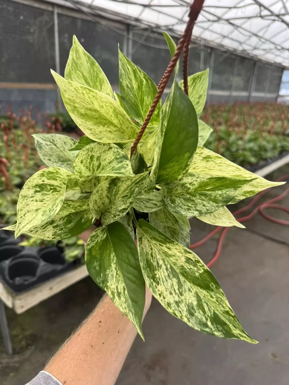 plant/Scindapsus marble prince 6” hanging basket growers choice-1
