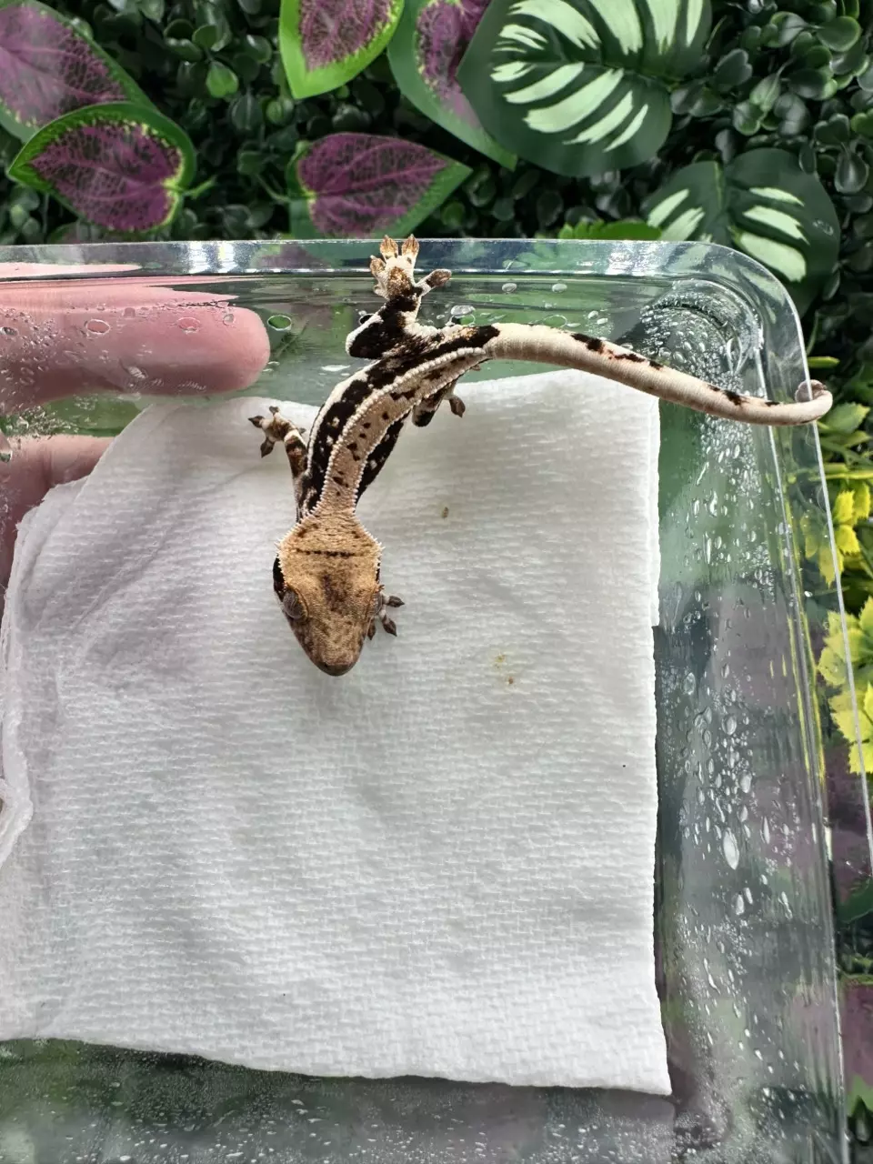 plant/Dark based Lilly White - Max x Maisie 5/21/25-2