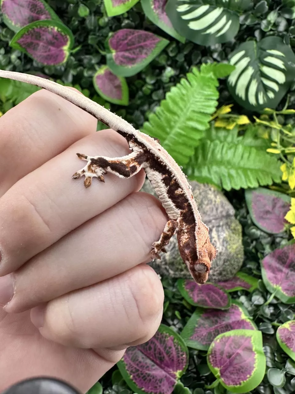 plant/Lilly white - Alpine x Poster Child 5/19/25-1