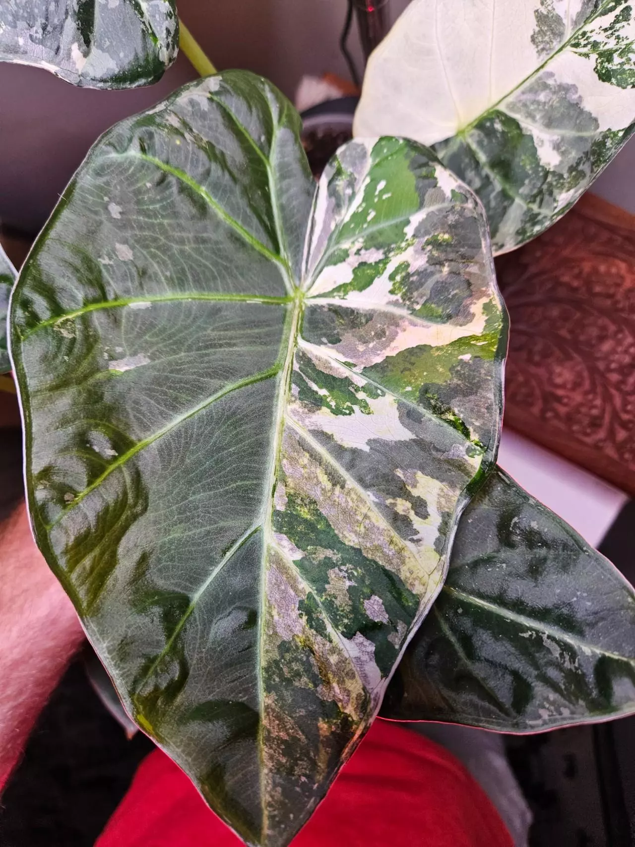 plant/Albo/mint ( with pink hues) Regal shield corms-0