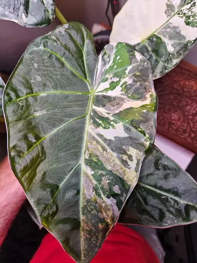 plant/Albo/mint ( with pink hues) Regal shield corms-0-thumbnail