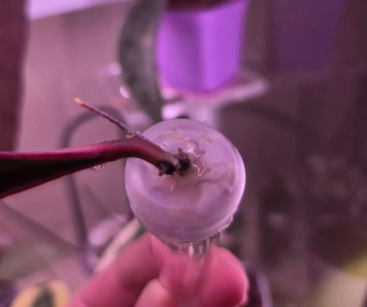 plant/Hoya Sulawesiana Albo-1