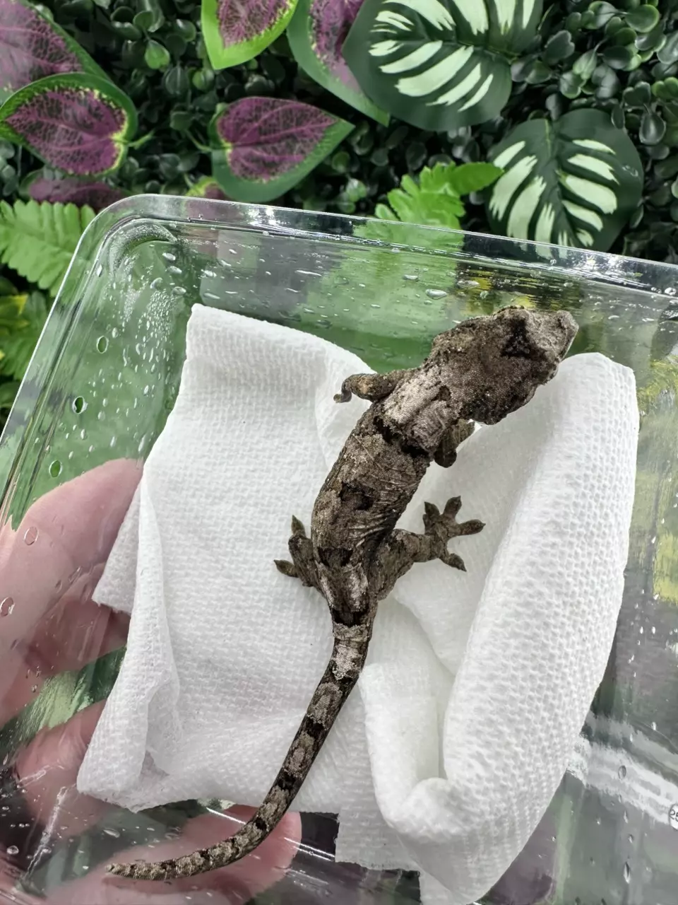 plant/Nice White Collar Chahoua Shyguy x Raheana 5/30/25-0