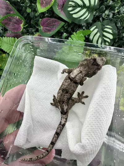 plant/Nice White Collar Chahoua Shyguy x Raheana 5/30/25-0-thumbnail