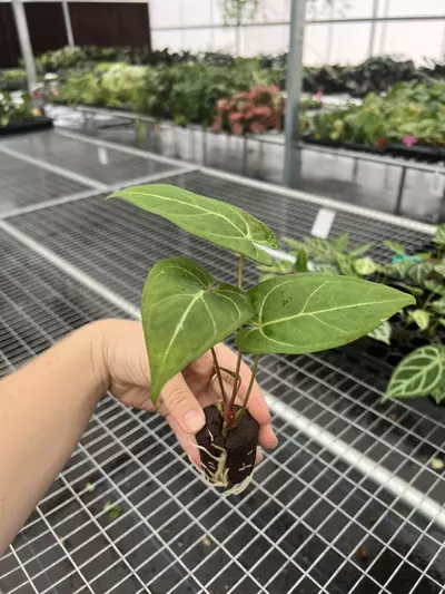 plant/Seed grown anthurium carla blackiae x pap red sinus starter plant growers choice-4-thumbnail