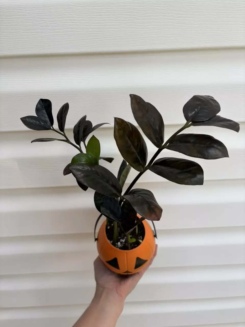 plant/Raven ZZ Plant-1