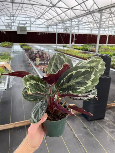 plant/Calathea Medallion 4” pot growers choice-2-thumbnail
