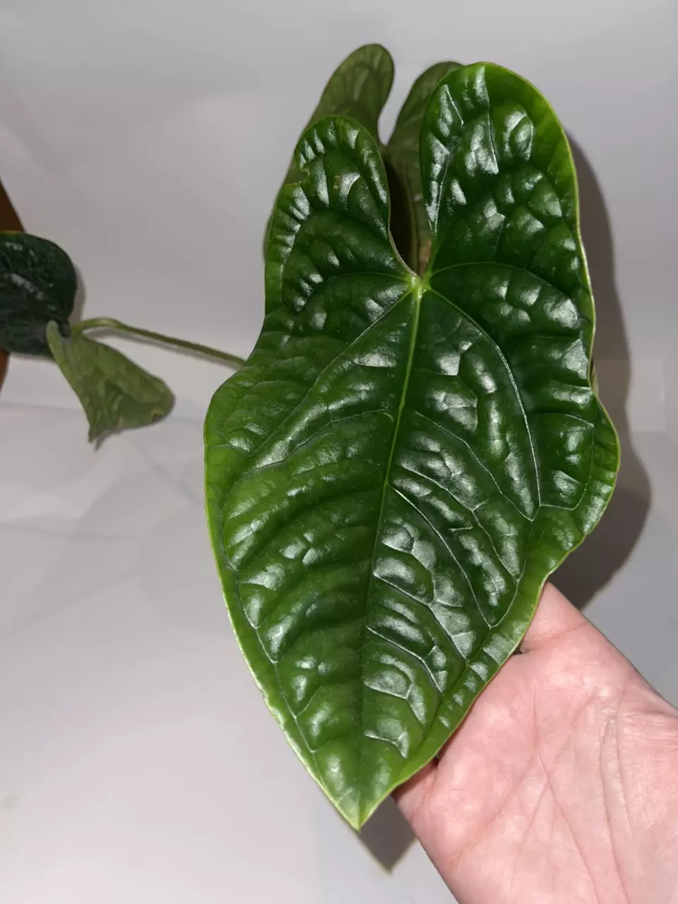 plant/6” Anthurium Luxurians-0