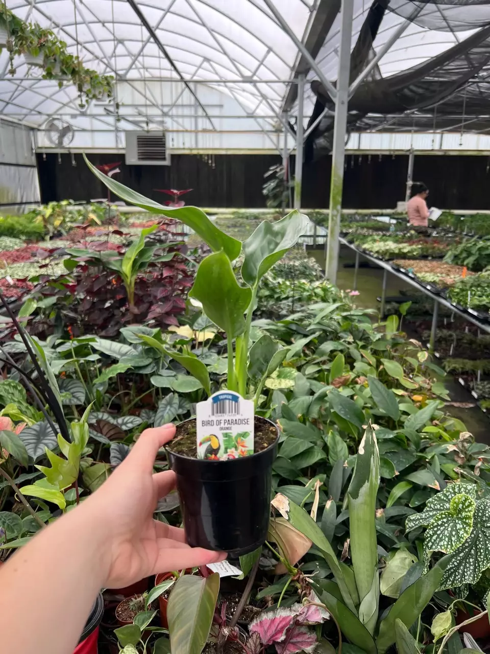 plant/Orange Birds of Paradise 4” pot growers choice-3
