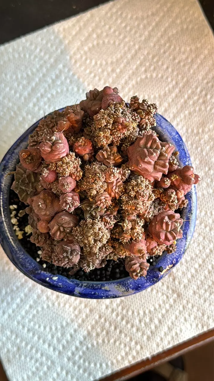 plant/Personal Collection with Tim Preston Pot-0