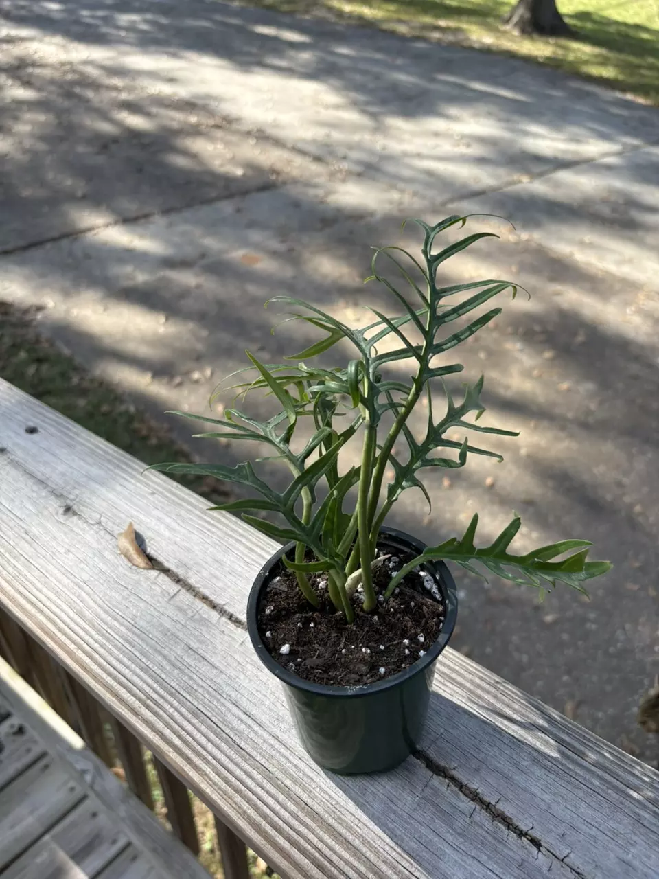 plant/Philodendron Tortum-1