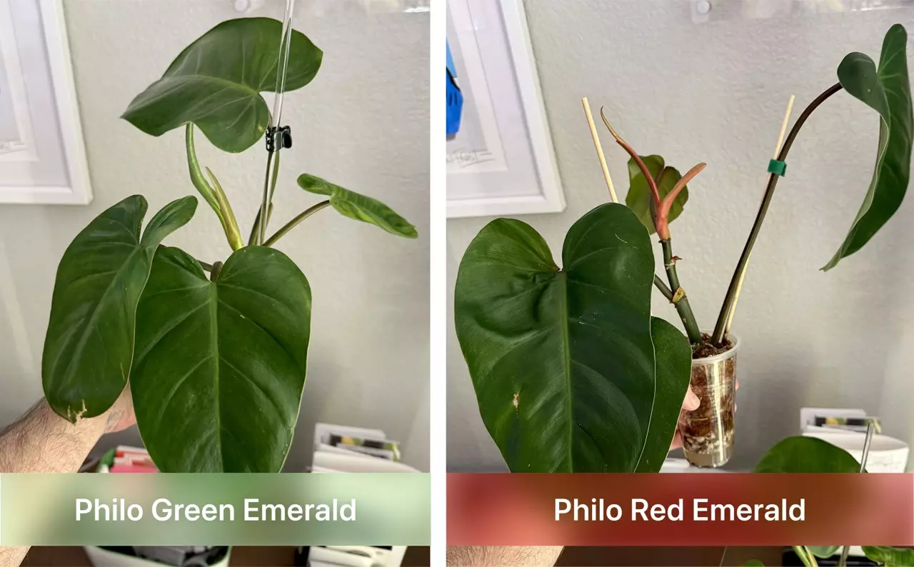 plant/Philo Emerald Duo (Green + Red)-0