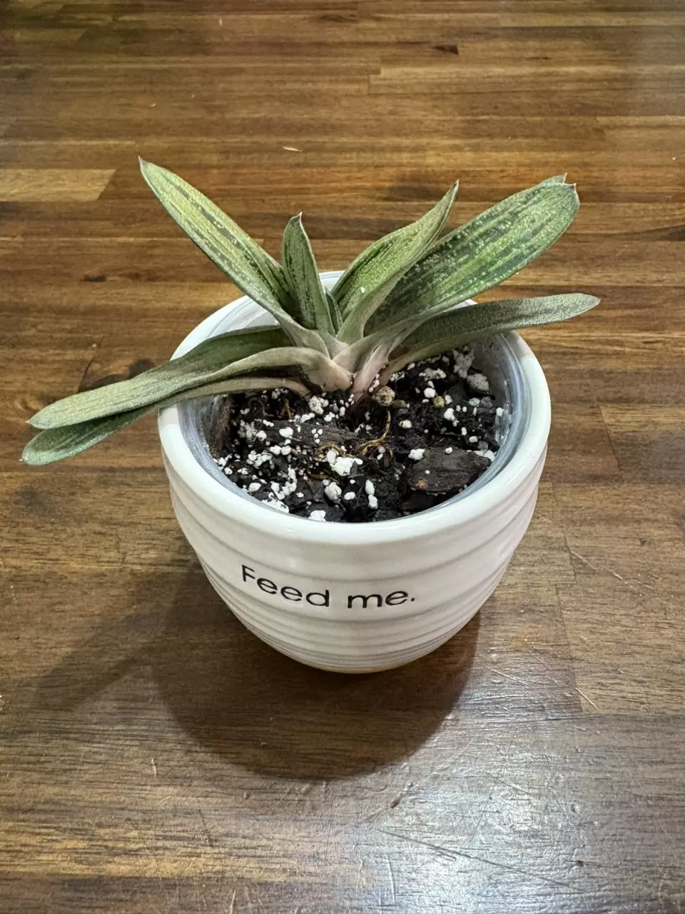 plant/Gasteria succulent-0