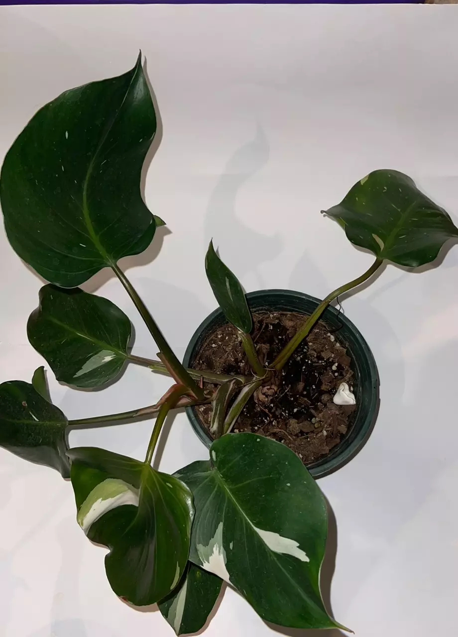 plant/6” Philodendron “White Knight”-1