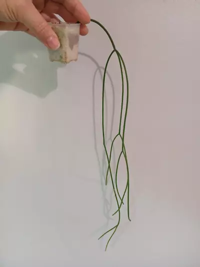 plant/Rhipsalis Baccifera Cutting-1-thumbnail