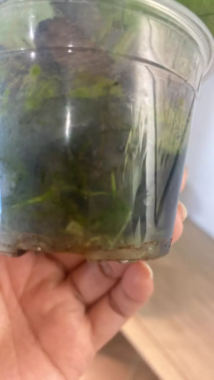 plant/Sp. Lai Chau Starter-1