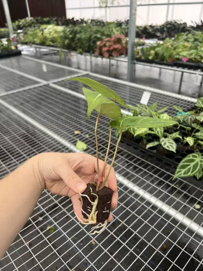 plant/Seed grown anthurium carla blackiae x pap red sinus starter plant growers choice-5-thumbnail