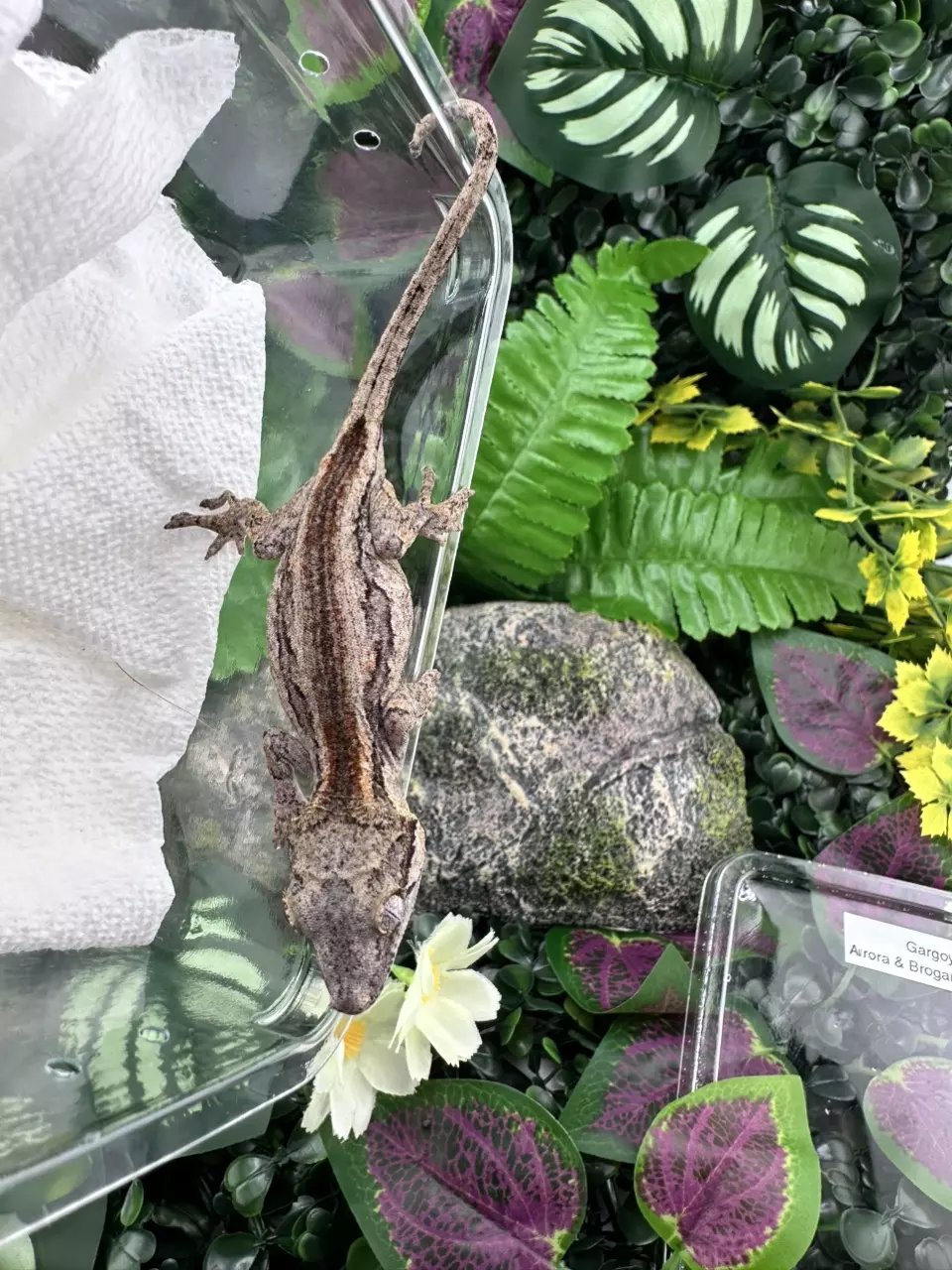 plant/Gargoyle - Brogan x Aurora 5/17/25-0