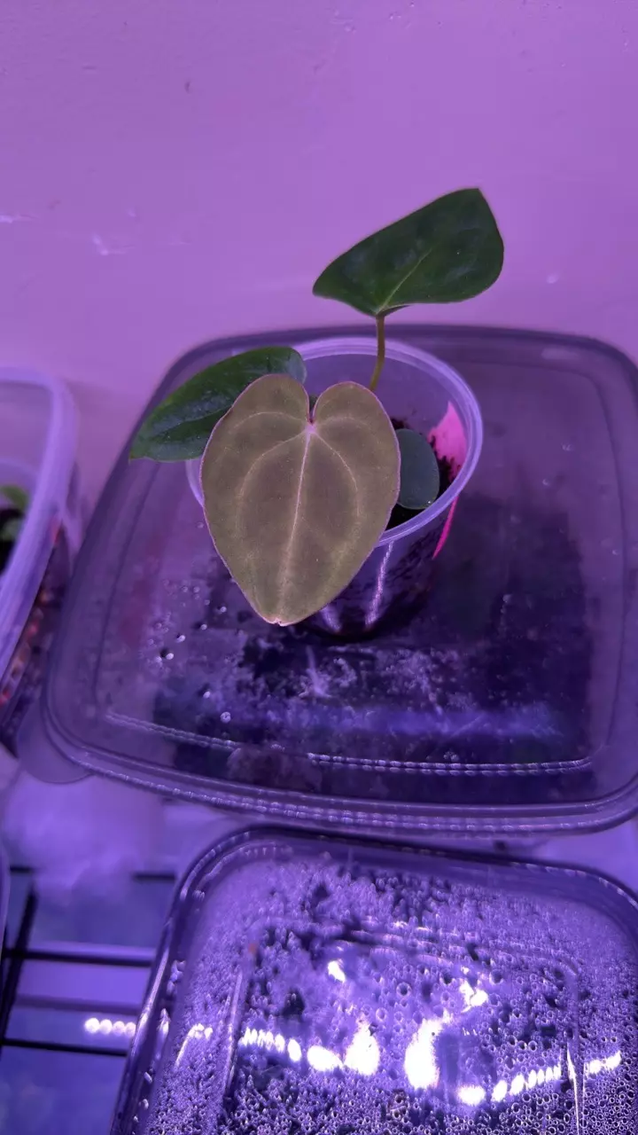 plant/Anthurium pink lemonade x windy dress X brielle-0