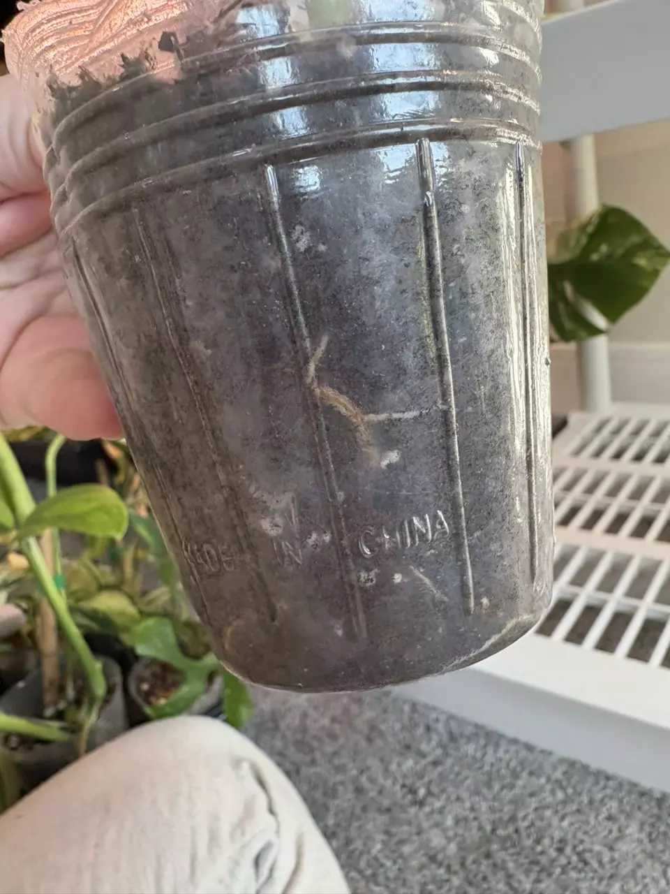 plant/Variegated Chiapnese-5