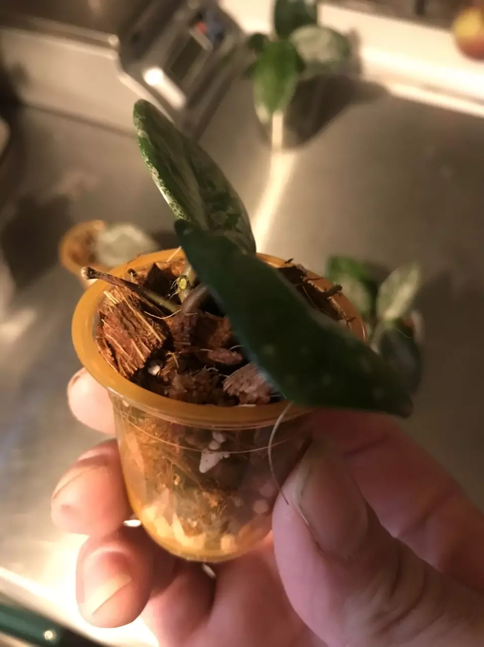 plant/Hoya Carnosa Wilbur Graves Russia Unrooted Fresh Cut-3