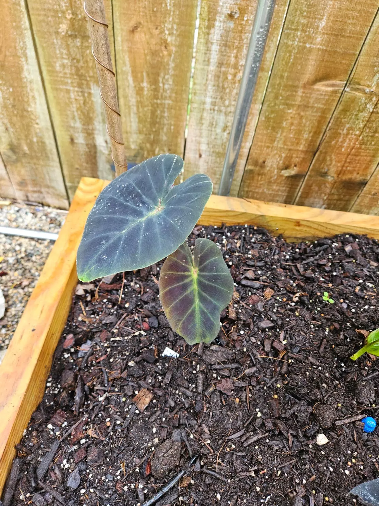 plant/Scrab soul colocasia starter-1